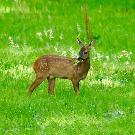 Chateau Florian Xviii Siecle 700 M2, Parc 10 Hectares Villa Brailly-Cornehotte